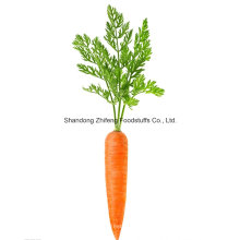 New Crop Carrot From Shandong Province